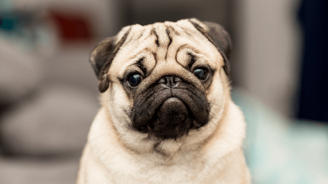 Brachycephalic dogs and the health risks.