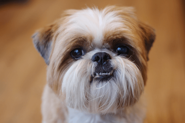 Brachycephalic dog