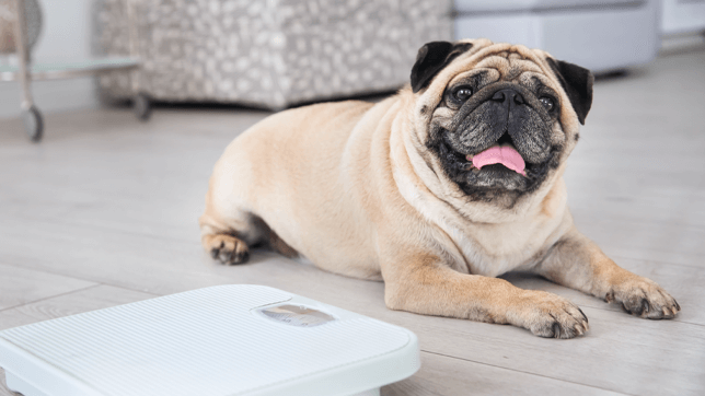 How to Help Your Dog Lose Weight.