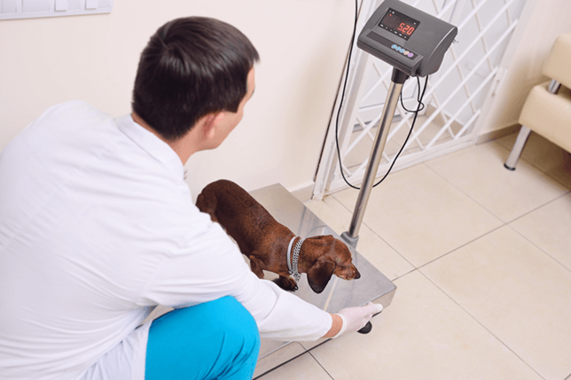 Weigh your dog to help lose weight