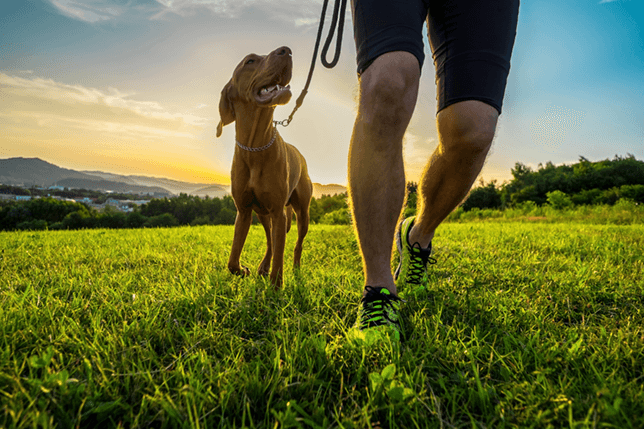 Exercise your dog to help it lose weight.
