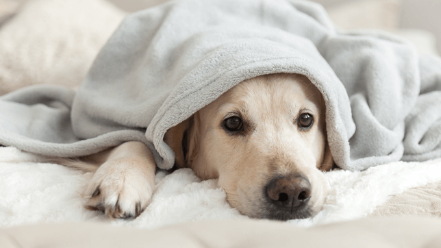 The signs of illness in dogs are not always easy to spot