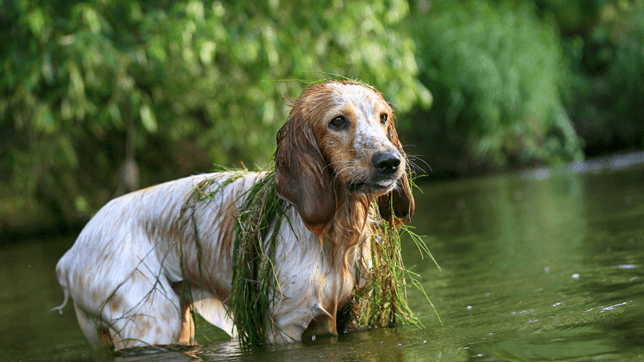 It's natural for dogs to cool down by taking a dip in cold water