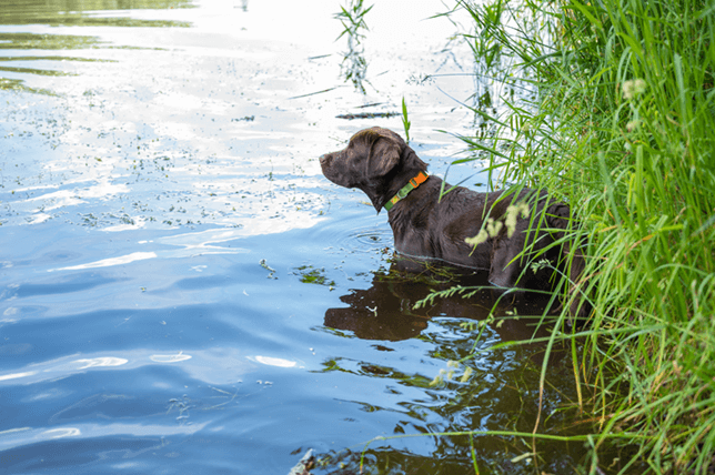 Dogs can swallow the harmful toxins, so don't let them bath in, or drink infected water