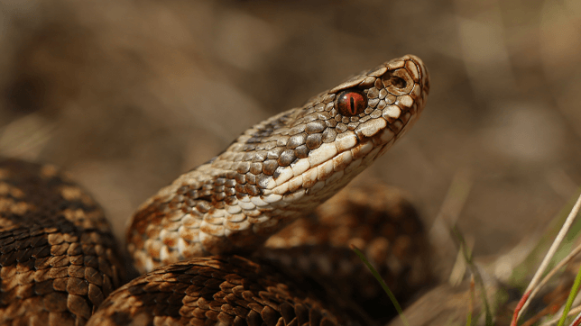 The European Adder