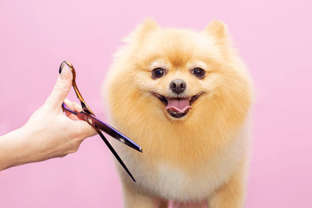 Different dog breeds coats require different grooming techniques