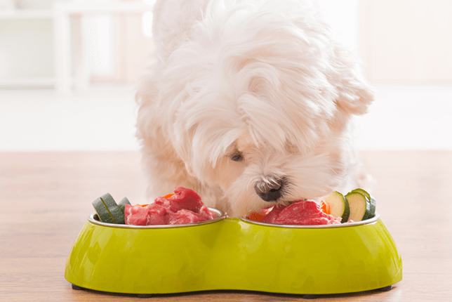 Discover the pros and cons of the raw food diet for dogs