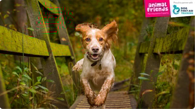 Learn how to keep your dog safe during your staycation activities