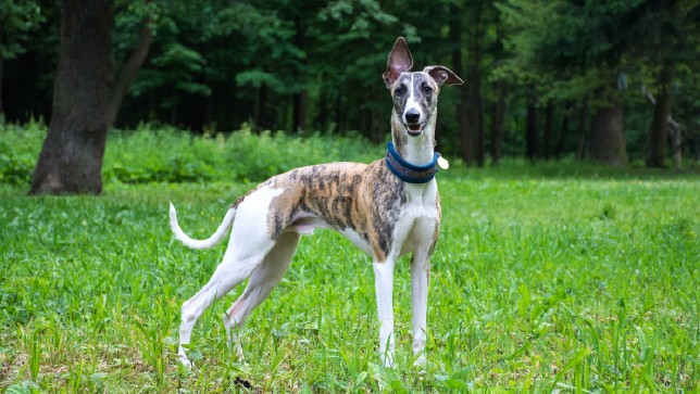 Whippet standing in a field