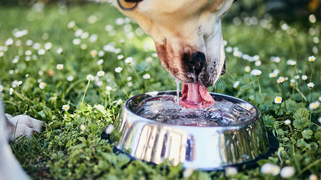 AFI_Article_HowMuchWaterDoesYourDogNeed_1437367532.jpg