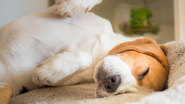 Some dogs can sleep up to 20 hours a day!