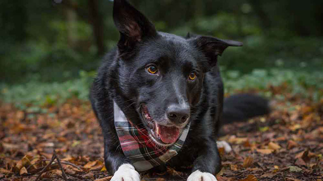 how to stop border collie from chewing