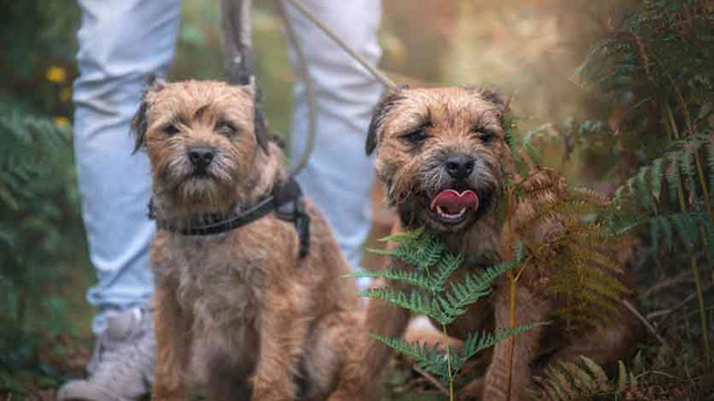 Two border terriers sat outside