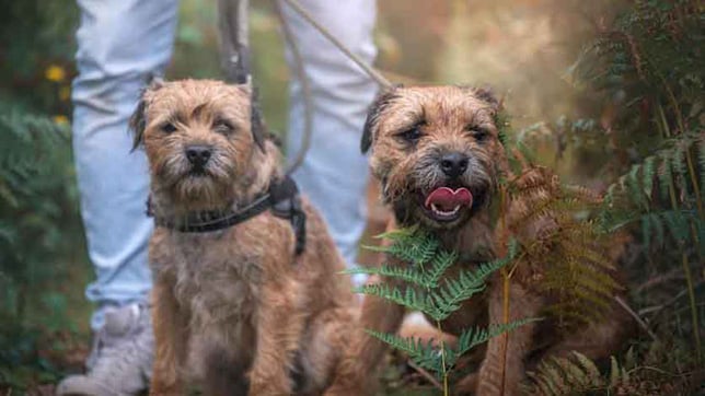 Two Border Terriers