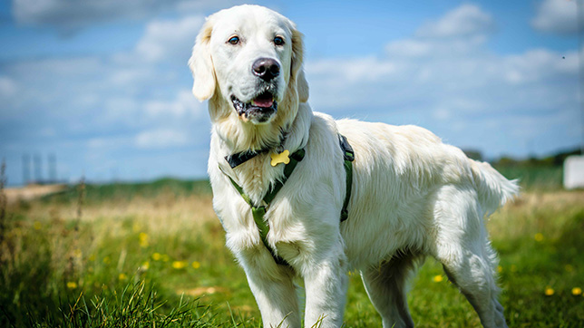 golden retriever in the grass