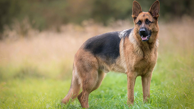 German Shepherd breed guide | Animal Friends