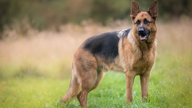 German Shepherd stood in a field