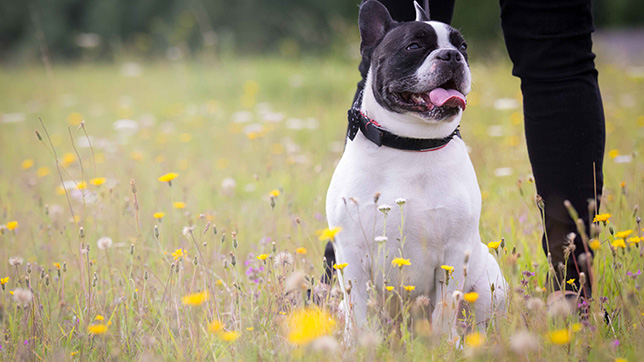 French Bulldog sat in a field