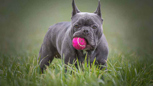 French bulldog with a pink ball