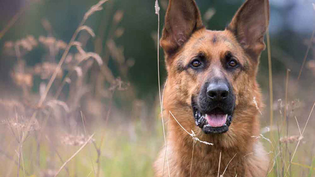 German Shepherd sat outside