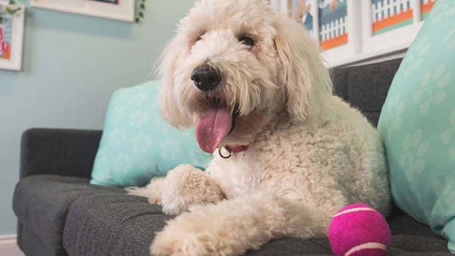 Labradoodle sat on a sofa