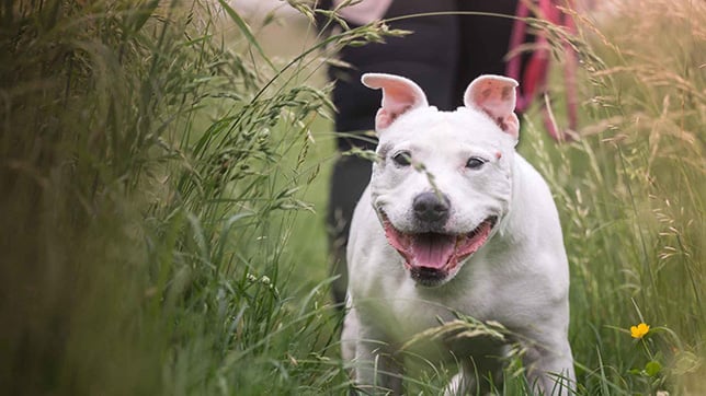 Staffordshire Bull Terrier