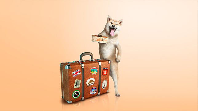 Dog with a travelling suitcase