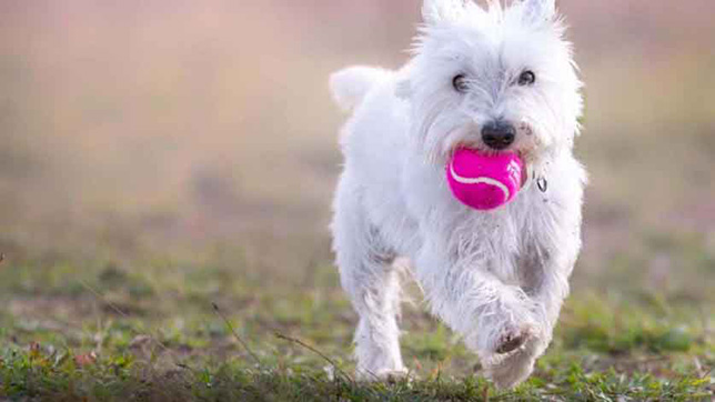 West Highland Terrier running