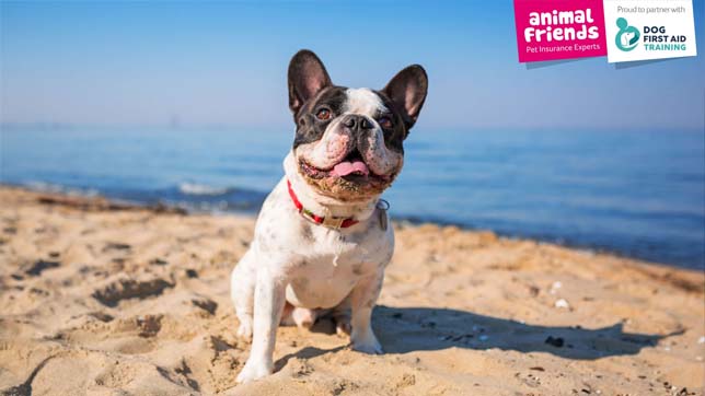 Learn how to ensure your dog stays safe at the beach