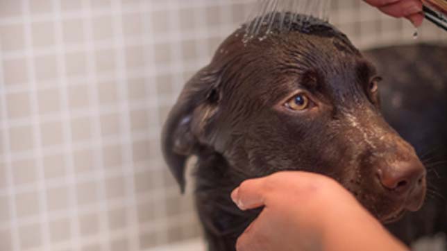 Grooming your dog strengthens your boond while giving them attention