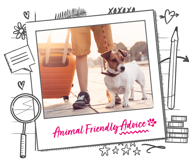 Travelling With Your Dog Animal Friends