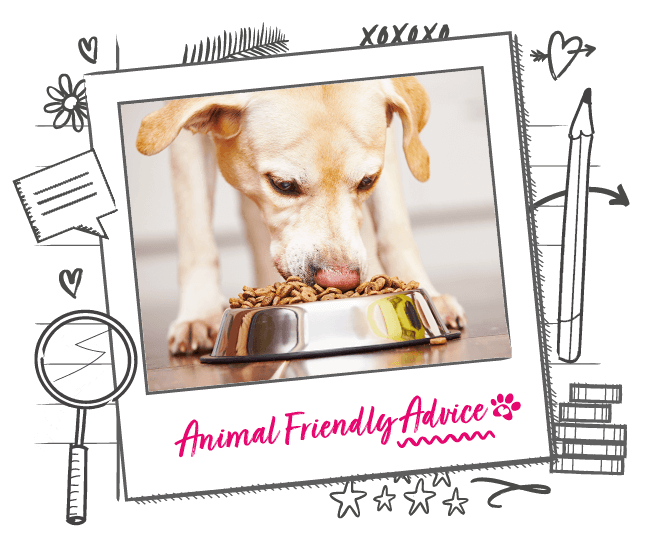 Dog Food & Diet Animal Friends