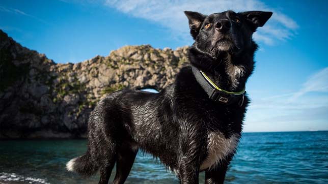 Dogs love the beach! Planning helps provide a safe, stress-free holiday