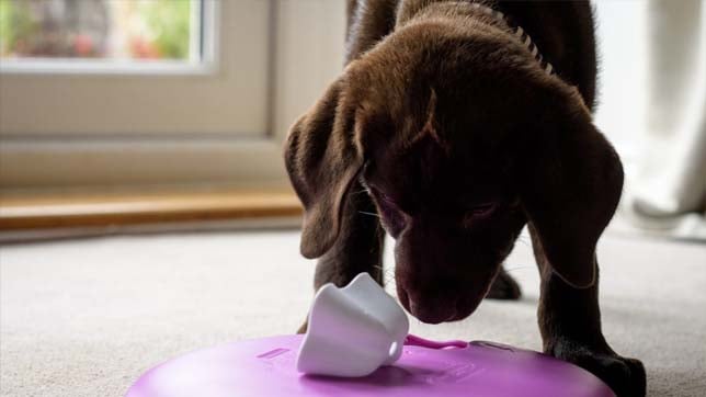 Puzzles keep dogs them entertained for hours if food is involved!