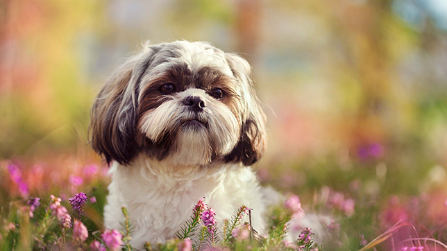 Shih Tzu sat in a field