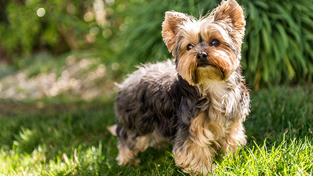 Yorksire Terrier