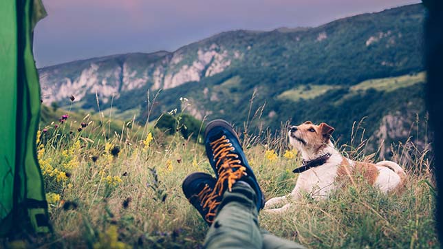 Dogs love camping!