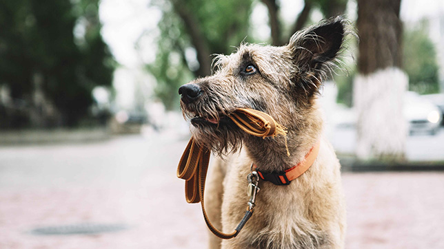 a dog holding on to its lead with no one around