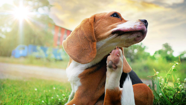 A dog having an itch