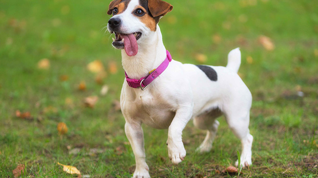 Jack Russell Terrier