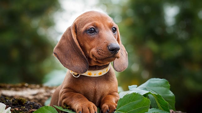 Dachshund sat in a garden