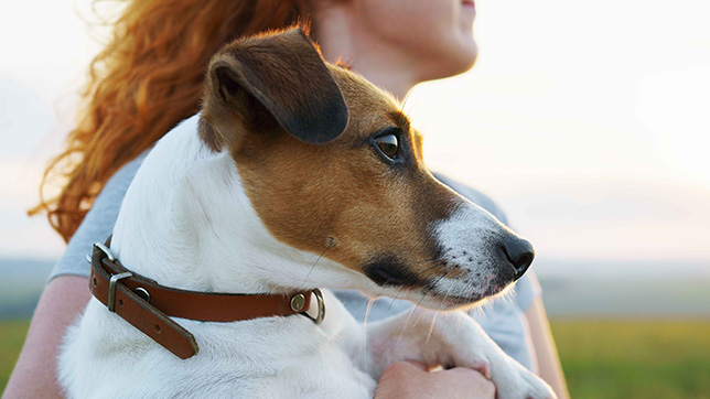 Dog being held by a lady