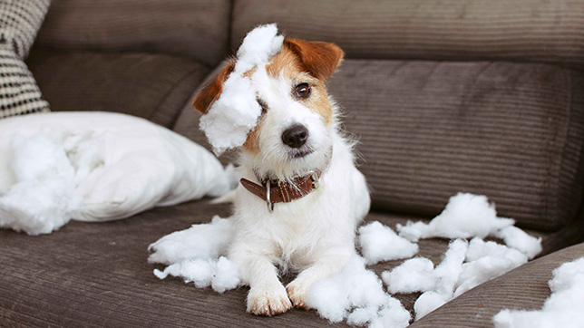 Puppy destroying a cushion