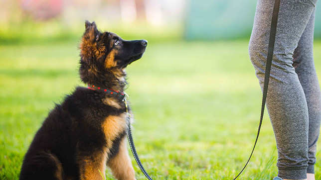 Dog on a training lead