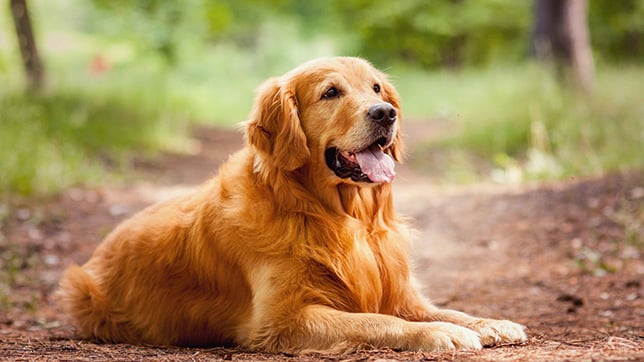 Golden Retriever sat outside