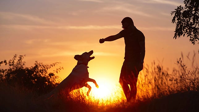 dog playing in the sun