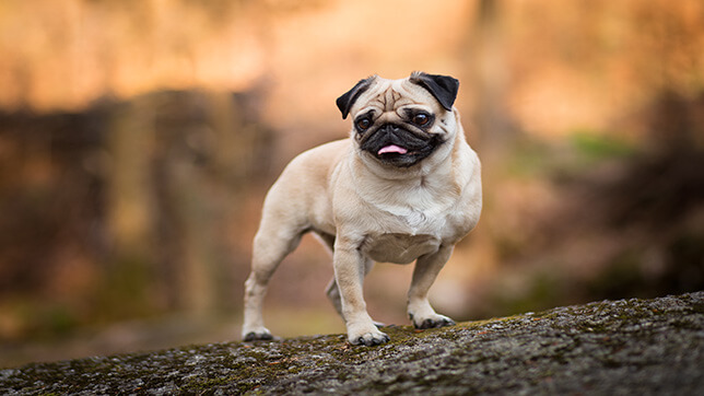 Pug breed guide | Animal Friends