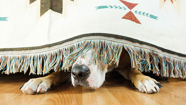 Dog hiding under a blanket