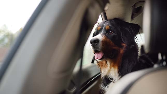 Travelling can be very stressful for pets