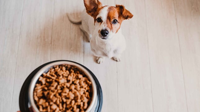 Dog looking at a bowl of food.
